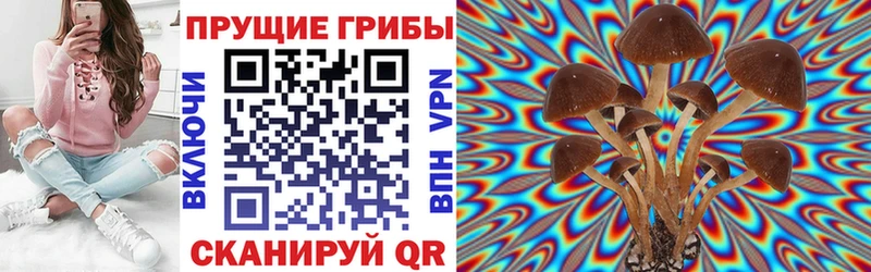 Псилоцибиновые грибы мицелий  наркота  Новотитаровская 